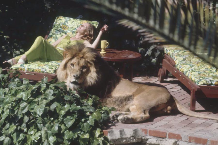 A woman in a lime green outfit lounges on a floral-patterned pool chair in the sun, appearing relaxed with her eyes closed and arm raised. In the foreground, a full-grown male lion lies calmly on the brick patio beside her, partially hidden by leafy green plants, with its gaze directed at the camera.