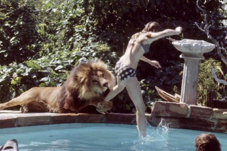 A young woman in a checkered bikini steps into a pool as a lion lounging at the pool’s edge playfully places its paw on her leg, with dense green foliage and a decorative birdbath in the background.