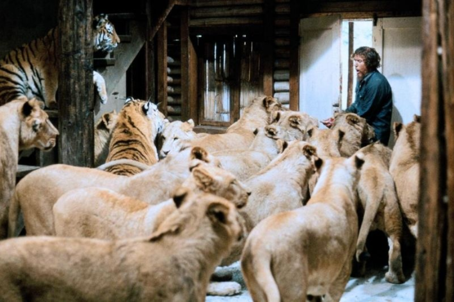 A man stands at the doorway of a rustic wooden interior, calmly facing a dense crowd of lions and a few tigers that fill the room, their attention fixed on him in a surreal and tense human-wildlife encounter.