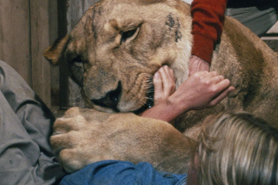 A lioness gently but firmly holds a person’s arm in her mouth while pinning them with her paw, in what appears to be a tense and potentially dangerous interaction involving multiple people close by.