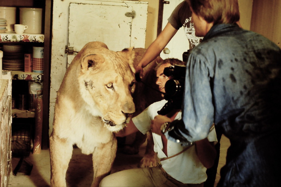 A lion stands in the middle of a cramped kitchen set while a cameraman kneels close with his equipment, flanked by two crew members attempting to manage the animal in an intense and precarious filming situation.
