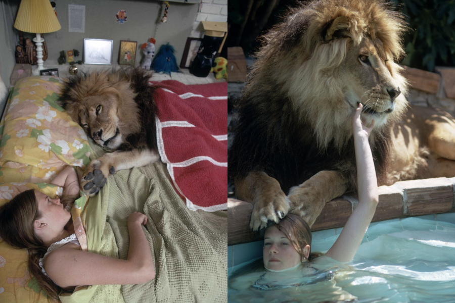 Side-by-side photos of a young girl interacting intimately with a full-grown lion—on the left, she lies in bed under floral blankets as the lion rests beside her, partially covered by a red towel; on the right, she relaxes in a pool with her arm casually draped over the lion's face while it lounges poolside.