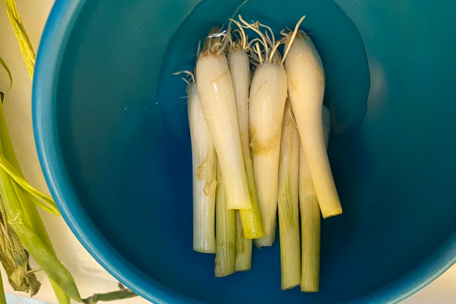 Several young spring onions or scallions are soaking in water inside a blue bowl. The roots and white stalks are fully submerged, likely being cleaned or prepped for cooking.