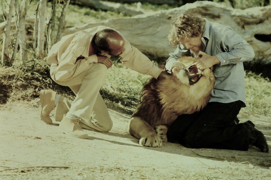 Two men crouch beside a male lion outdoors, one of them gently prying open the lion's mouth for inspection or medical care while the other offers support, all under natural daylight with fallen logs and sparse brush in the background.