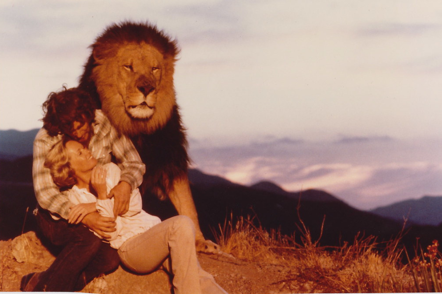 A couple sits embraced on a mountainside at sunset, with a massive lion standing protectively behind them, its mane illuminated by the fading light, evoking a sense of wild intimacy and surreal harmony with nature.