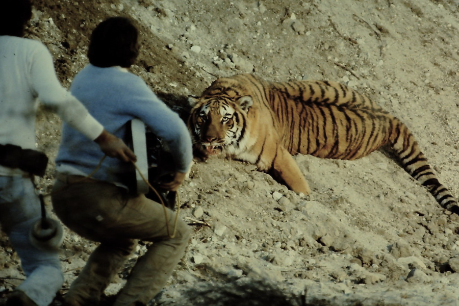 A tiger lies low on a dirt slope, staring directly at two crew members approaching cautiously—one holding a camera and the other with gear—during what appears to be a precarious moment on a film set involving close interaction with a wild animal.