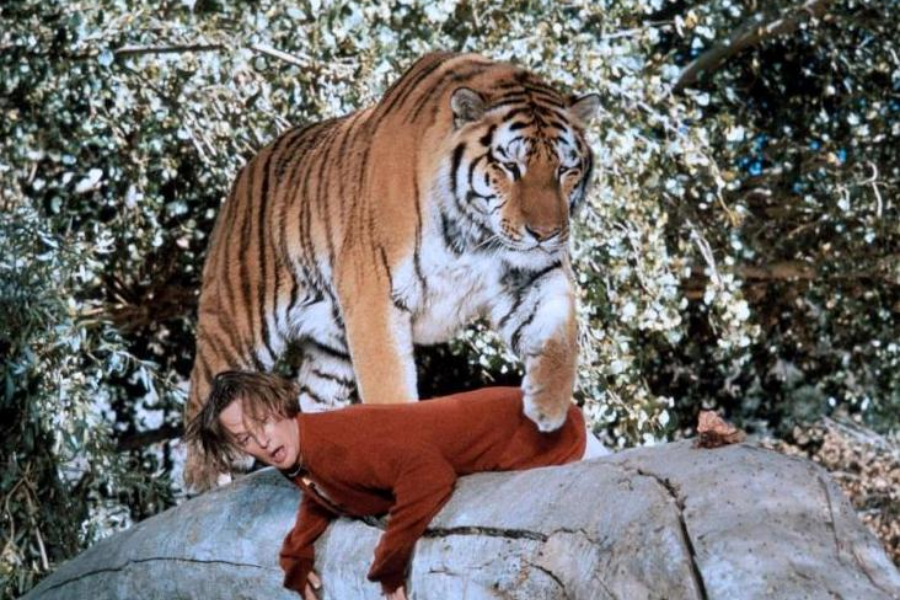A tiger stands on a fallen tree with one paw pressing down on the back of a man in a red sweater, who is draped over the log in a startled or distressed pose, set against dense foliage in a forest-like environment.
