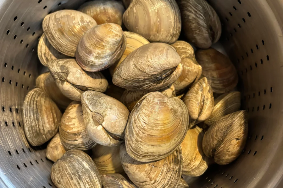 A pile of fresh clams with tightly closed, ridged shells sits inside a metal colander. The clams have a natural brown and beige coloration, indicating they are ready to be rinsed or steamed.