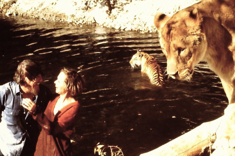 A man and woman stand smiling in a river, partially soaked, as a tiger swims nearby and a lioness perches closely above them on a log, creating a surreal and tense moment of human-animal proximity in the wild.