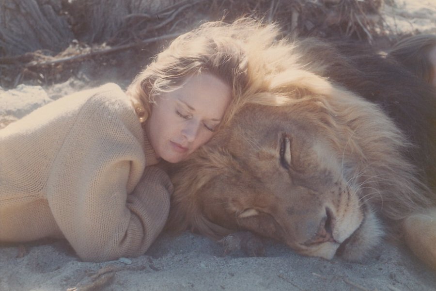 A woman in a beige sweater lies on the sandy ground with her head gently resting against a sleeping lion's mane, both appearing calm and serene in a rare moment of trust and quiet connection between human and wild animal.