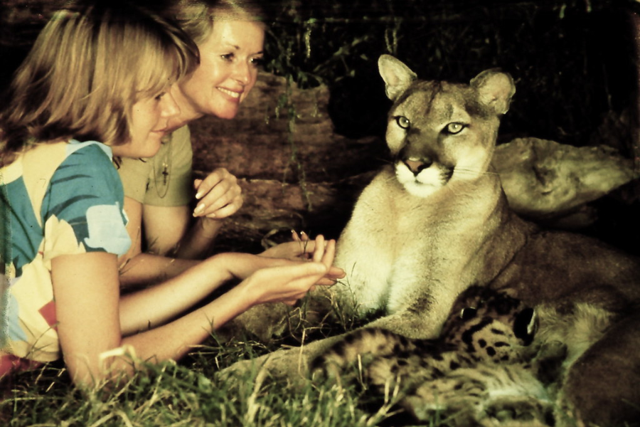 Two women smile as they gently interact with a calm mountain lion lying in the grass with two spotted cubs nestled against her, surrounded by natural foliage and dappled lighting in an outdoor setting.