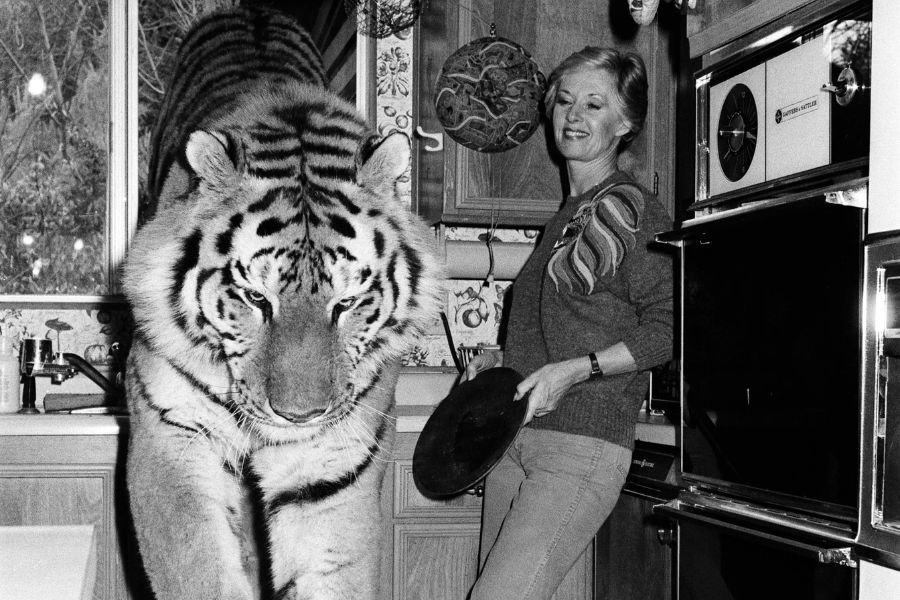 A smiling woman stands in a vintage kitchen holding a pan while a large tiger walks across the countertop beside her, blending domestic life with the presence of a wild animal in a surreal, mid-20th-century scene.
