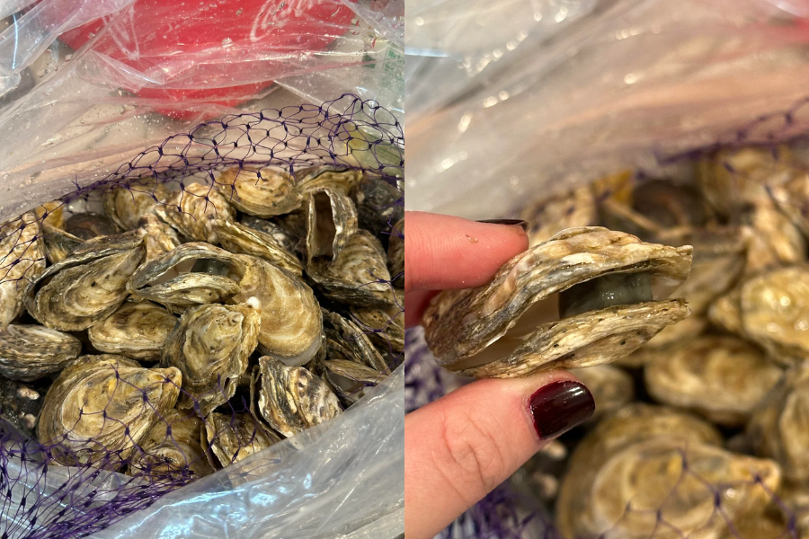 A collage showing a bag of fresh oysters in a purple mesh net, with one image focusing on a hand holding a partially opened oyster revealing its moist interior. The oysters have rough, ridged shells with gray and brown tones.