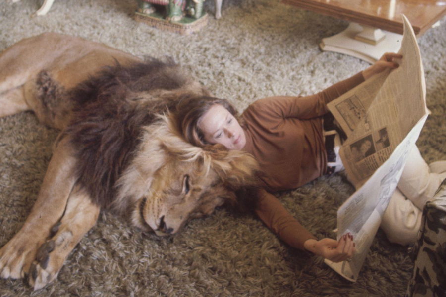 A woman in a brown top and white pants lies on a shag carpet, reading a newspaper while resting her head against a sleeping lion’s mane, both appearing calm and relaxed in a warmly lit living room.