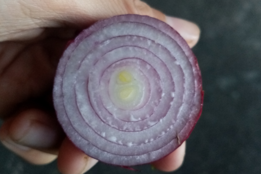 A close-up of a hand holding a cross-section slice of red onion, displaying its vibrant purple rings and pale yellow center. The onion layers form a near-perfect concentric pattern.