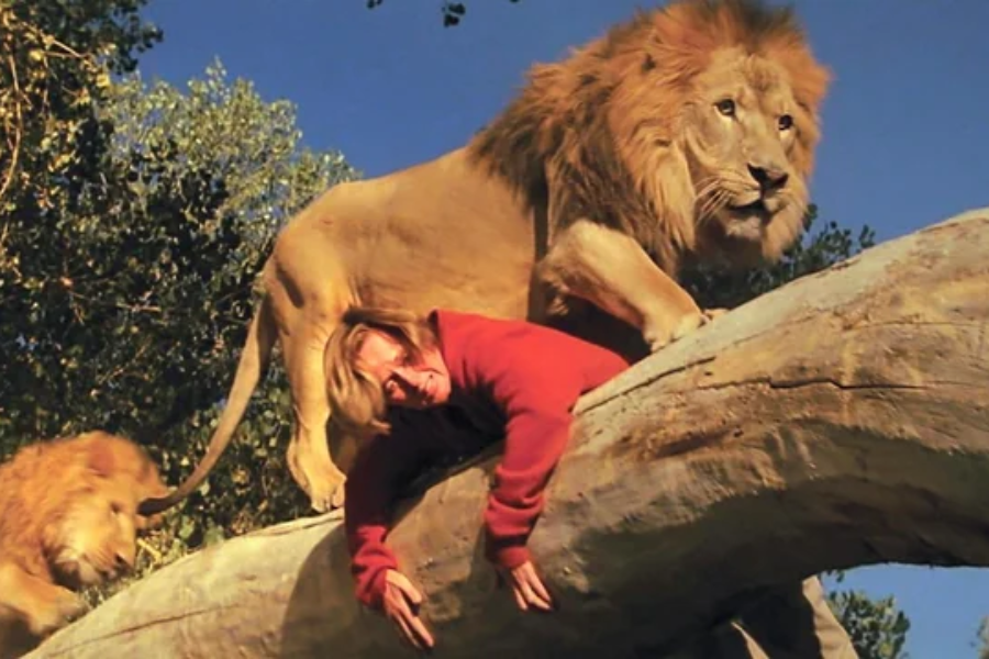 A woman in a red sweater lies draped over a large tree branch with a massive lion standing over her, its paw resting firmly on her back, while another lion watches nearby; the scene takes place outdoors under a clear blue sky surrounded by leafy trees.