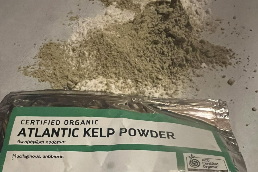 A pile of light greenish-brown Atlantic kelp powder is scattered on a gray surface next to its opened packaging. The label on the bag reads “Certified Organic Atlantic Kelp Powder (Ascophyllum nodosum)” and mentions it is mucilaginous and antibiotic.