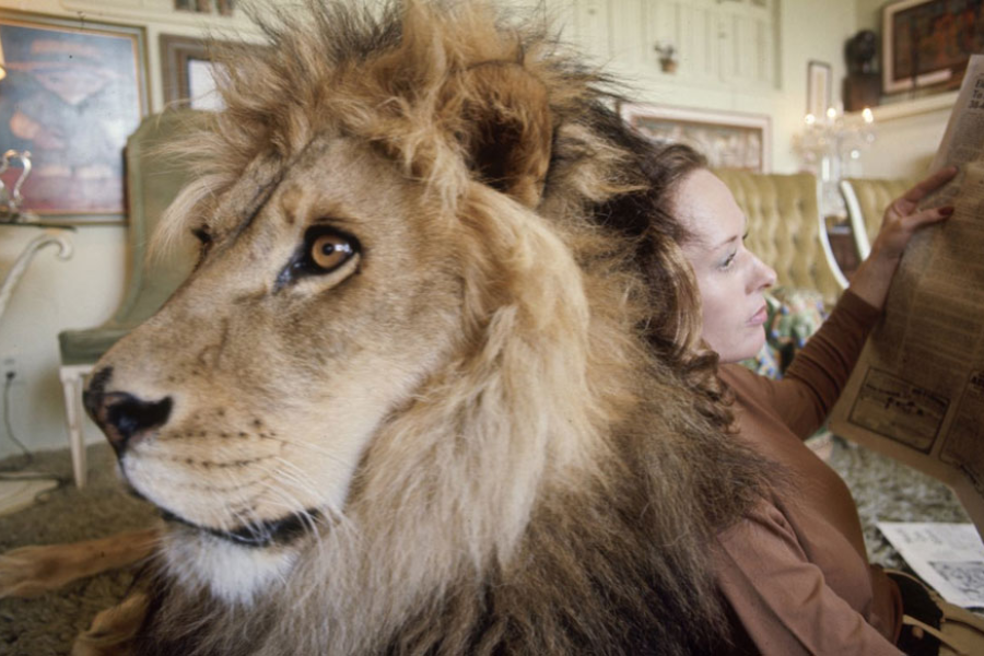 Tippi Hedren reclines on the floor reading a newspaper with a full-grown lion calmly resting in front of her, their heads almost touching in a surreal domestic setting filled with ornate furniture and framed art.