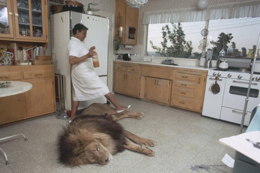 A woman in a white uniform steps cautiously over a large lion sleeping on the kitchen floor of a mid-century home, holding a bottle of juice as she navigates around the massive animal amid retro wooden cabinets and vintage appliances.