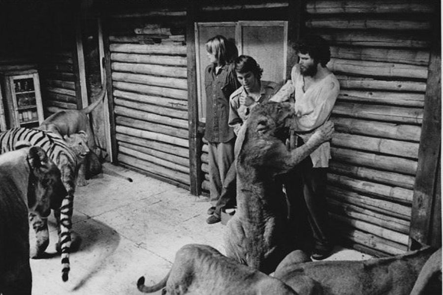 Inside a rustic log cabin, several big cats—including lions and tigers—move around a confined space as three men stand against the wall, one interacting directly with a lion that is standing on its hind legs, creating a tense and chaotic atmosphere.
